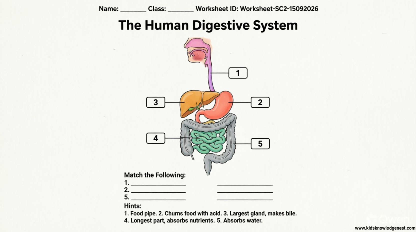 Colorful diagram of the human digestive system with numbered blank boxes for students to label organs like stomach, liver, and intestines. Includes matching questions and functional hints.