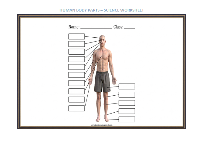 Realistic human anatomy labeling worksheet for grades 6-8 featuring blank boxes connected by lines to body parts including forehead, eye, nose, mouth, ear, neck, shoulder, chest/sternum, upper arm, hand, abdomen, thigh, knee, and foot. Clean white background with title "Human Anatomy Labeling Exercise" and www.kidsknowledgenest.com branding at bottom.
